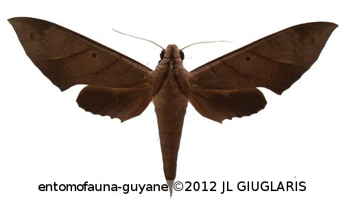 Pachylia darceta  Druce, 1881