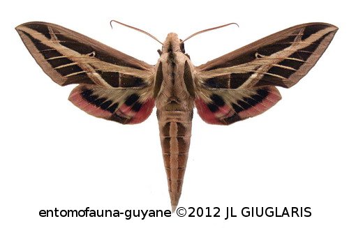 Eumorpha fasciatus fasciatus  (Sulzer, 1776)