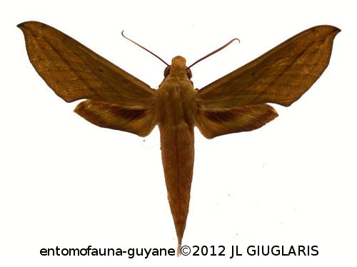 Xylophanes elara  (Druce, 1878)