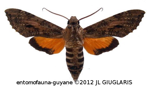 Isognathus scyron  (Cramer, 1780)