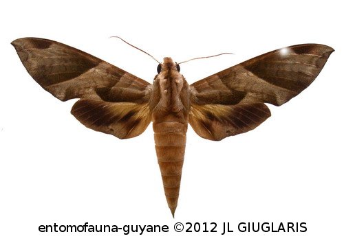 Eumorpha obliquus obliquus  (Rothscild & Jordan, 1903)