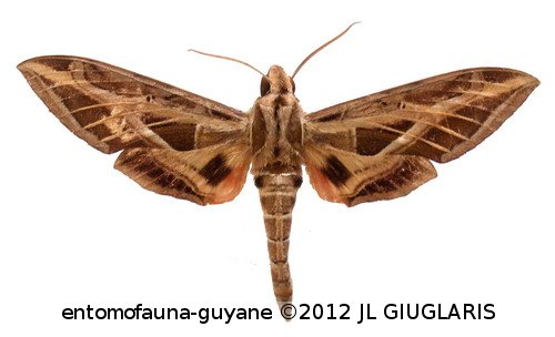 Eumorpha vitis vitis  (Linné, 1758)
