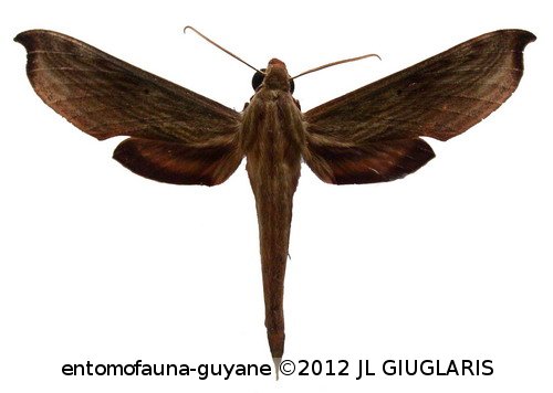 Xylophanes haxairei  Cadiou, 1985