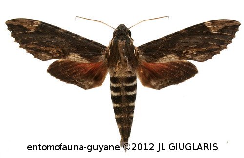 Erinnyis lassauxii  (Boisduval, 1859)