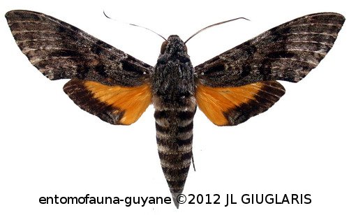 Isognathus menechus  (Boisduval, 1875)