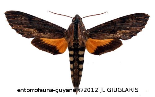 Erinnyis alope alope  (Drury, 1773)