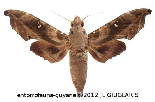 Madoryx bubastus bubastus (Cramer, 1777)