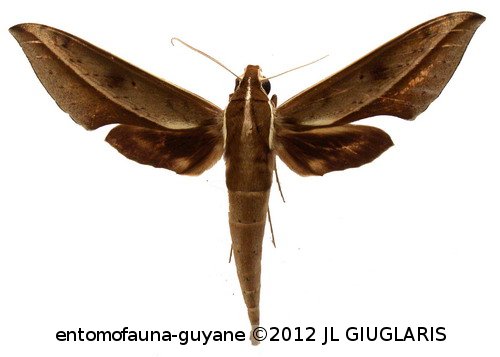 Xylophanes amadis  (Stoll, 1782)