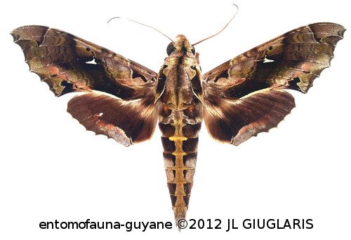 Hemeroplanes ornatus  Rothschild, 1894