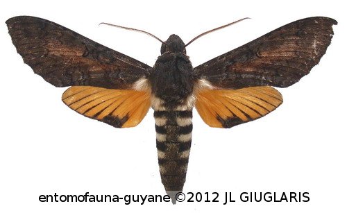 Isognathus caricae  (Linné, 1758)