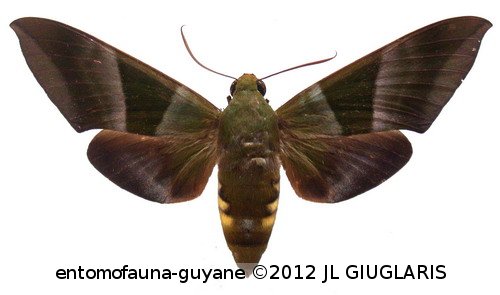 Oryba achemenides  (Cramer, 1779)