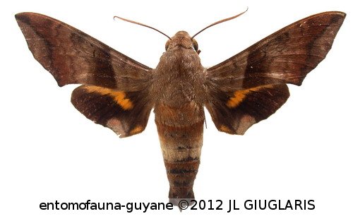 Perigonia lusca lusca  (Fabricius, 1777)