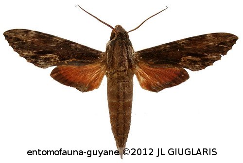 Erinnyis oenotrus  (Cramer, 1780)