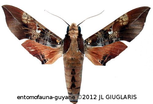 Callionima inuus (Rothschild & Jordan, 1903)