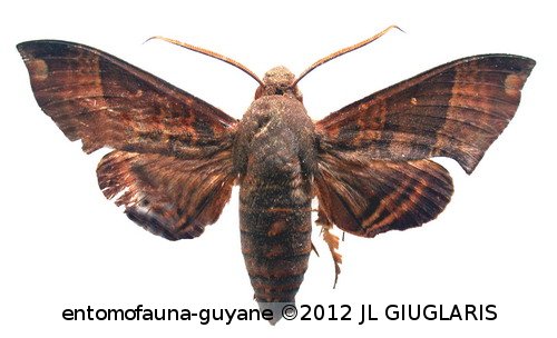 Pachygonidia caliginosa  (Boisduval, 1870)