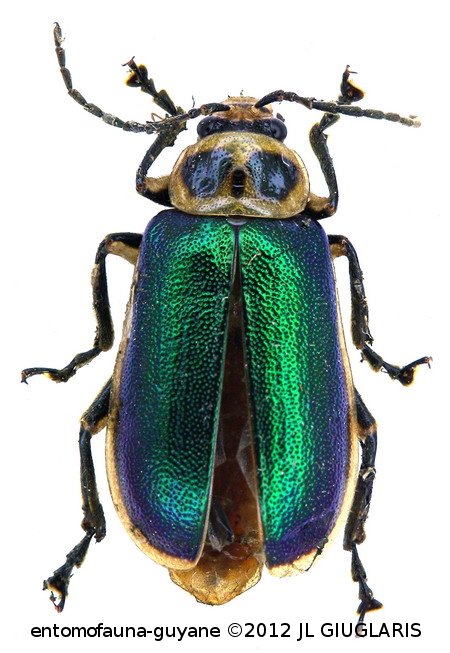 Cacoscelis marginata binotata  (Illiger,1807)