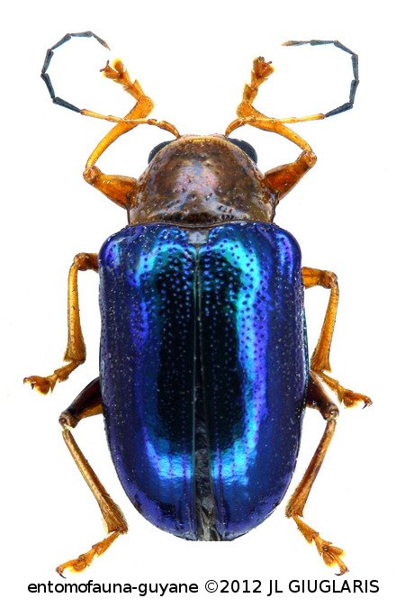 Eumolpinae Gen sp6