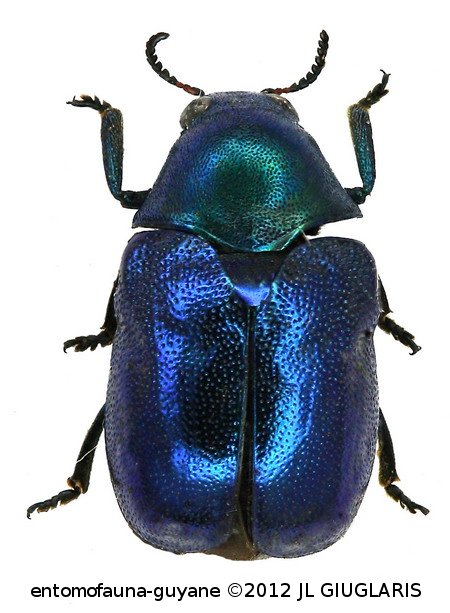 Ischiopachys sp1