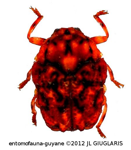 Chlamisus sp1