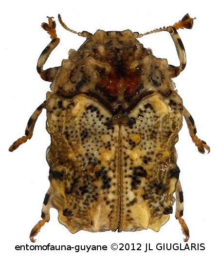 Chlamisus sp2