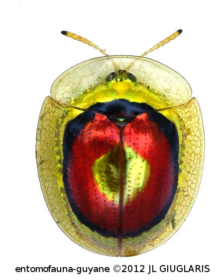 Charidotis cf. iris (Perty, 1830)