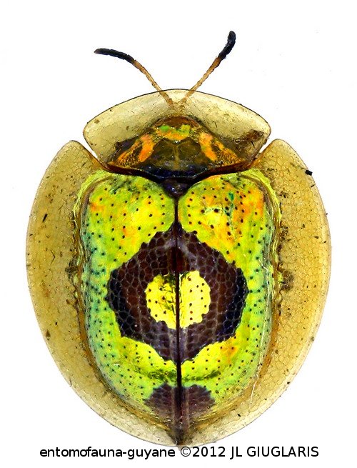 Coptocycla orbiculata ? (Champion, 1894)