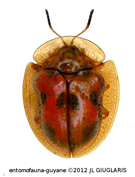 Charidotella inconstans (Boheman, 1855)