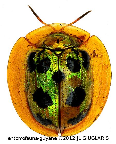 Coptocycla sp