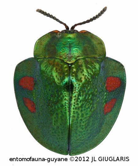 Stolas discoides  (Linné, 1781)