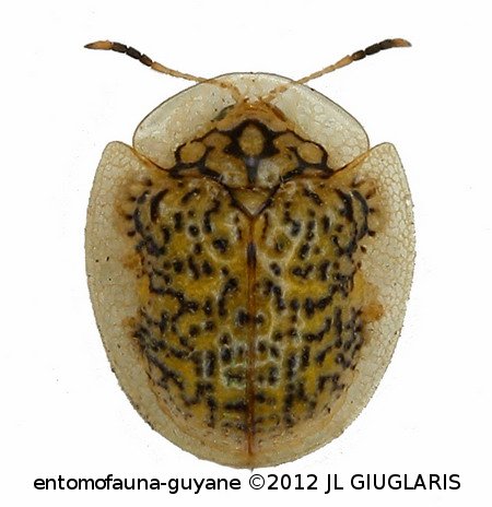 Microctenochira reticularis  (Degeer, 1775)