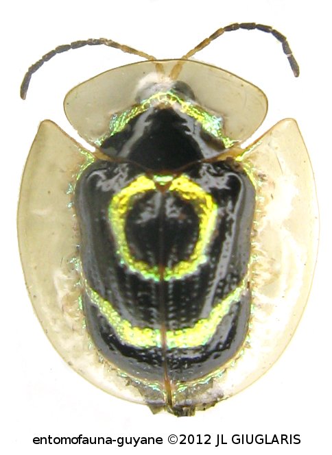 Ischnocodia annulus (Fabricius,1781)