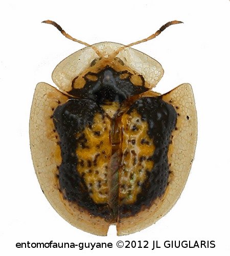 Microctenochira sertata  (Erichson, 1847)