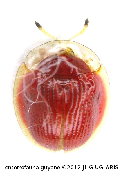 Charidotis coccinea Boheman, 1855