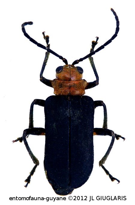 Galerucinae Gen sp12