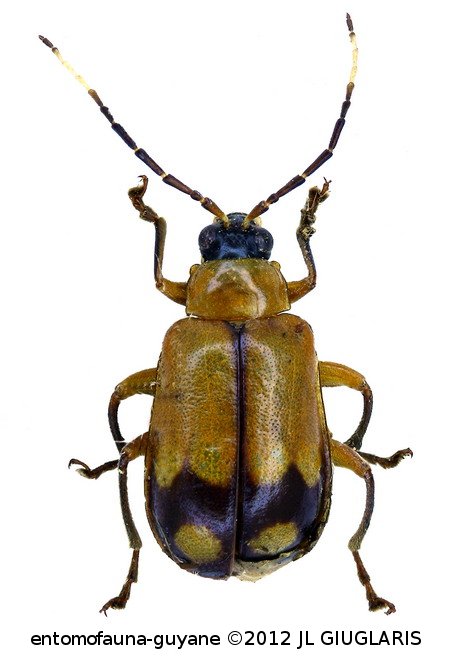 Galerucinae Gen sp17