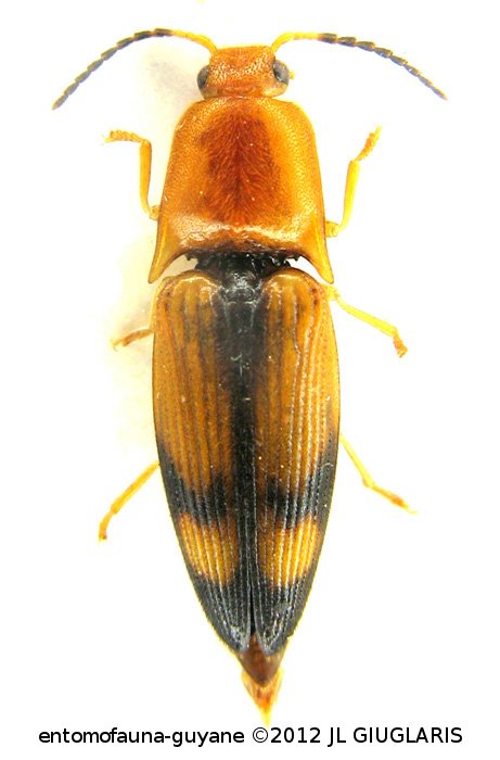 Platycrepidius eques Candèze, 1859