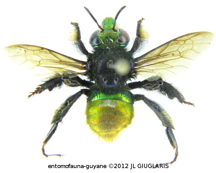 Euglossa  intersecta Latreille, 1838