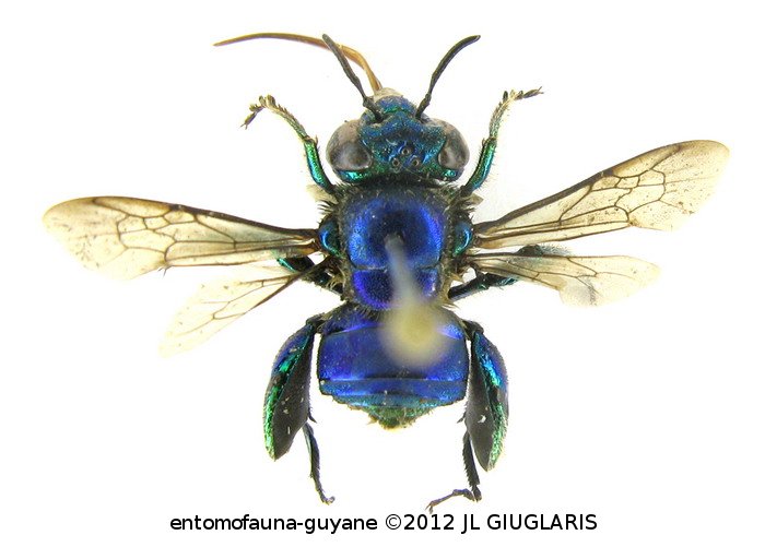 Euglossa mixta Friese, 1899 