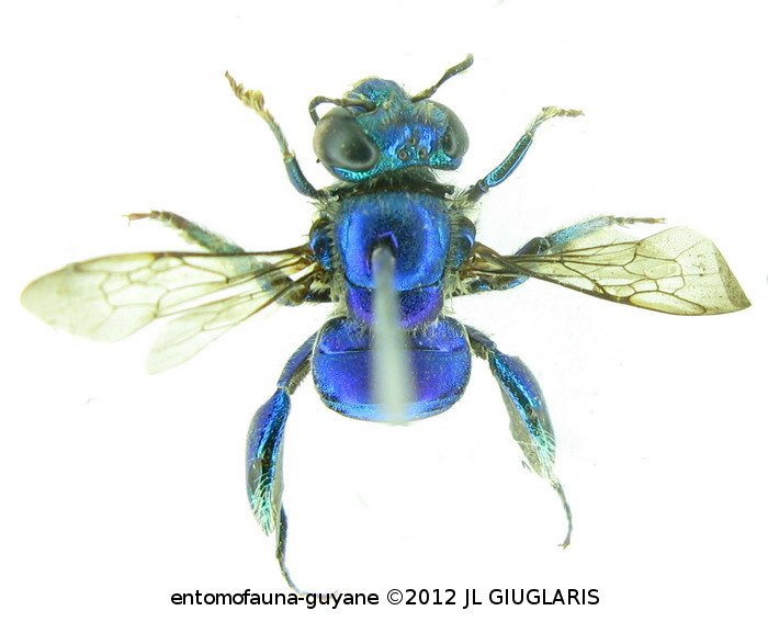 Euglossa  retroviridis ? Dresseler, 1982 