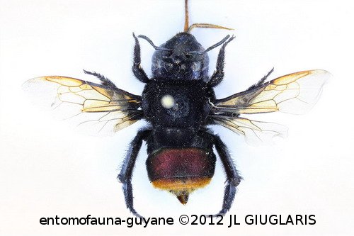 Eufriesea auripes (Gribodo, 1882)