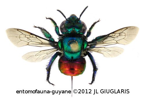 Euglossa ignita Smith 1874