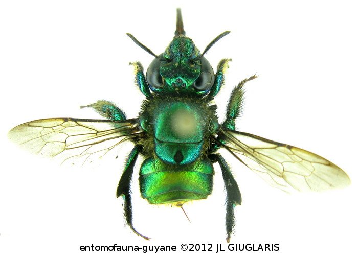 Euglossa piliventris Guérin-Méneville, 1845