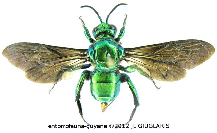 Exaerete frontalis Guérin-Méneville, 1845