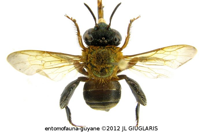 Euglossa perpnew  Roubik