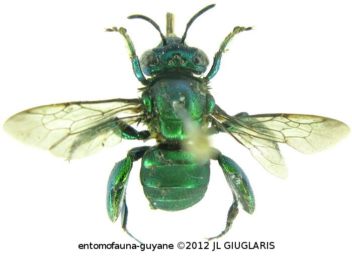 Euglossa  cordata (Linnaeus,1758)