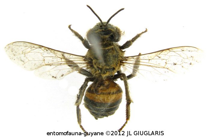 Apis mellifera  (Linnaeus, 1758)