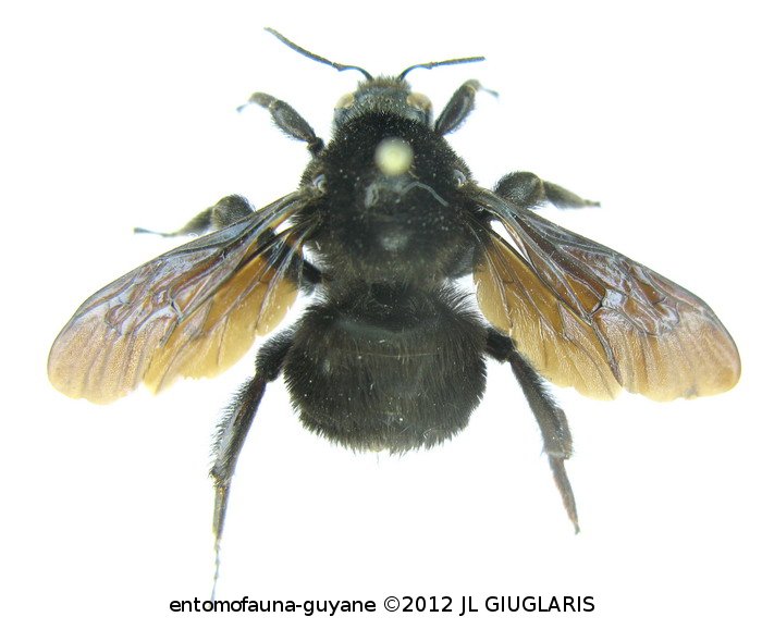 Bombus atratus Franklin, 1913