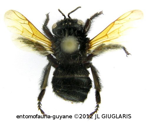 Centris clypeata  Lepelletier, 1841