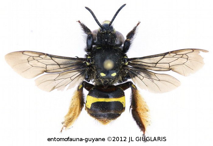 Epicharis (Epicharoides) maculata ()