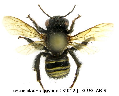 Epicharis maculatus Smith, 1874